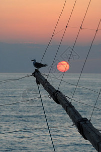 海鸥在日落时树上图片