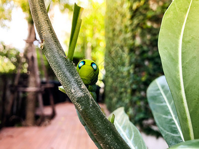 菜鸟霍克莫特或达夫尼斯纳里伊的绿色毛虫,在室内花园里有蓝点吃树叶植物。图片