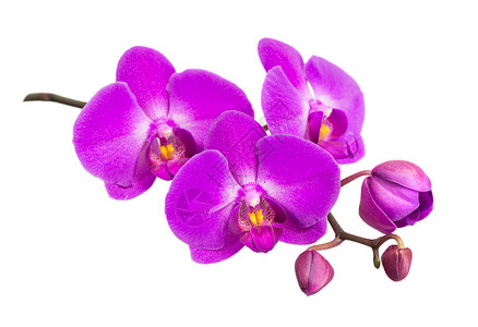 蝴蝶兰一种紫色的花近距离特写时在树枝上有几个芽孤立于白色背景上图片