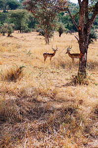 在金草地的非洲英属树下夫妇在大规模迁徙期间的非洲坦沙尼亚野生动物之旅热带草原保留稀树森林图片