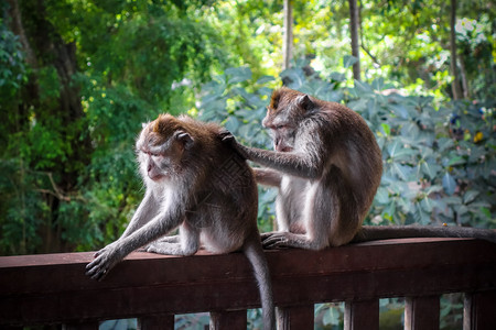 在神圣的猴子森林中乌布德巴利印地安尼西亚猴子森林中的印地安尼西亚图片