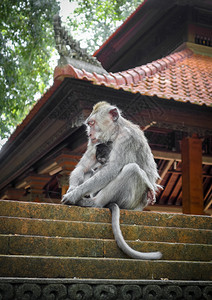 在神圣的猴子森林寺院屋顶上猴子乌布德巴利印地安尼西亚在猴子森林的寺院屋顶上猴子印地安尼西亚图片