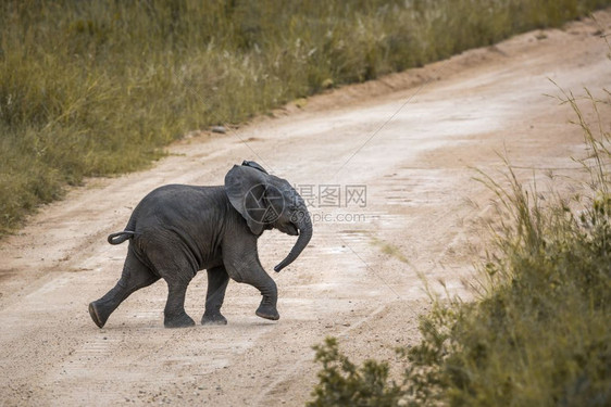 非洲灌木大象非洲南部大象家族灌木大象南部灌木大象Kruge公园非洲南部图片