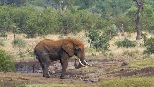 在非洲南部的Kruge公园中非洲灌木大象长牙和红土皮非洲大象的SpeiLoxdntafricn家族图片