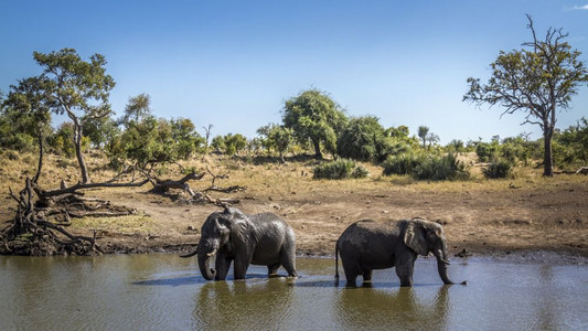 南非洲Kruge公园的非洲灌木大象洗澡和饮酒大象的非洲家庭图片