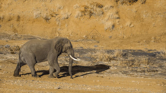 非洲灌木大象在南部非洲Kruge公园的河岸沙滩上行走大象的非洲家庭图片