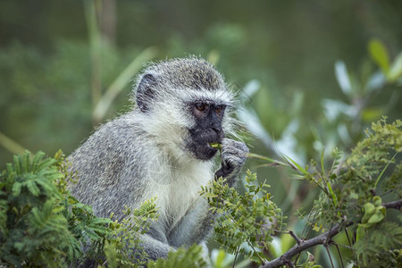 在非洲南部的Kruge公园里吃着一些叶子的动脉猴非洲南部的ceropitheda杂草木小马非洲南部的Kruge公园里的动脉猴子图片