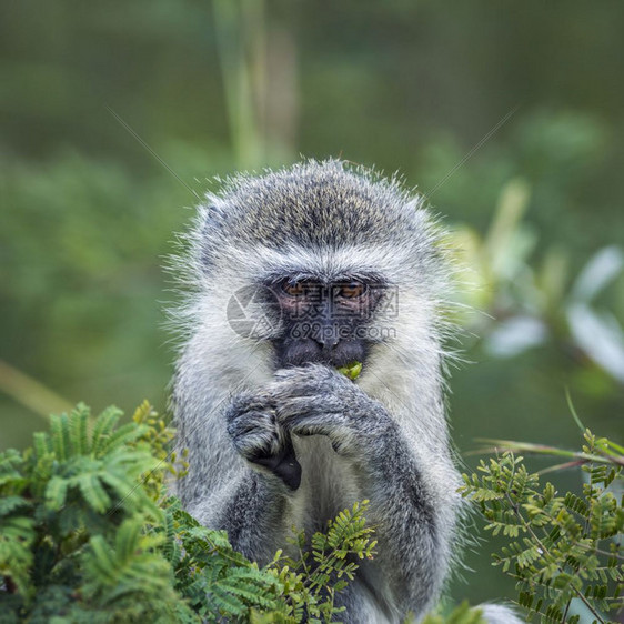 在非洲南部的Kruge公园里吃着一些叶子的动脉猴非洲南部的ceropitheda杂草木小马非洲南部的Kruge公园里的动脉猴子图片