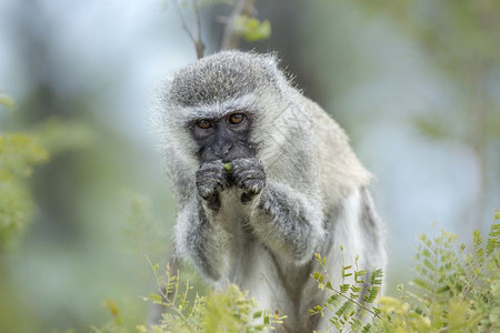 在非洲南部的Kruge公园中杂草猴子食用植物在模糊的背景中被孤立非洲南部的Kruge公园的ceropithedaropithed图片