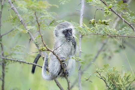 在非洲南部的Kruge公园里吃植物的年轻动脉猴子非洲南部的ceropitheda的Spiaoursn家庭图片