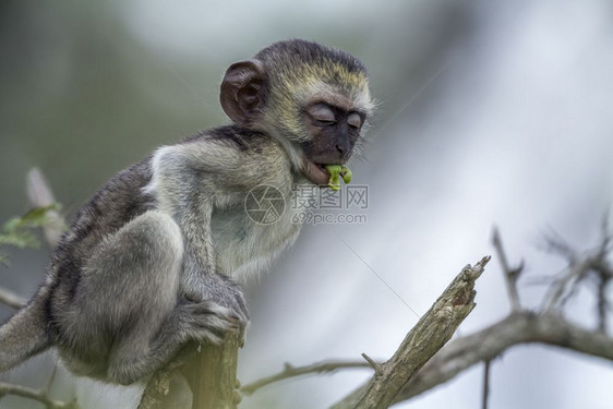 在非洲南部的Kruge公园里吃植物的年轻动脉猴子非洲南部的ceropitheda的Spiaoursn家庭图片