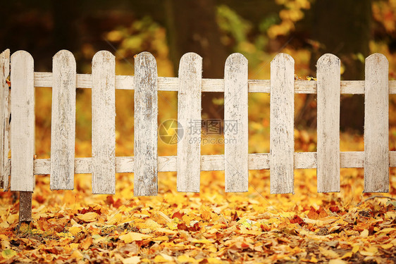 秋天公园的白木栅栏黄叶背景上学时间图片
