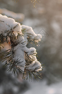 冬松树枝覆盖着雪冬季森林中的冻树枝圣诞长青和鲜雪冬季松树枝和雪圣诞长绿树和鲜雪背景图片