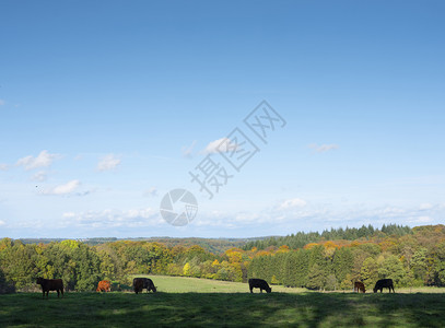 绿草地秋天林附近有奶牛在蓝天下落豪华的切特纳奇克附近图片