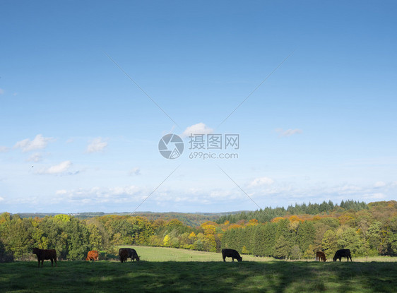 绿草地秋天林附近有奶牛在蓝天下落豪华的切特纳奇克附近图片