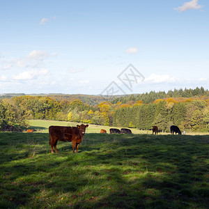 绿草地秋天林附近有奶牛在蓝天下落豪华的切特纳奇克附近图片