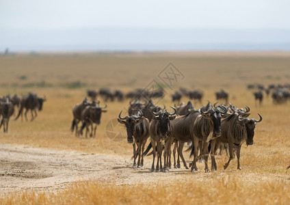 非洲野生动物移徙图片