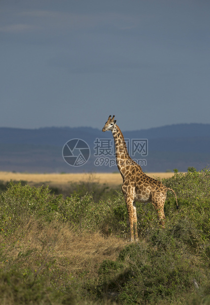 金光中的长颈鹿马赛拉非洲图片
