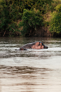 河马在热带雨林的河中浸泡图片素材
