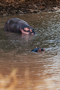 大型河马群或普通两栖动物在热带雨林的河中浸泡图片