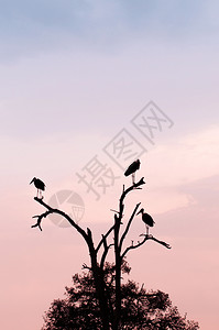树枝上野生的非洲羊群野生的非洲马拉布鸟树枝上的图片