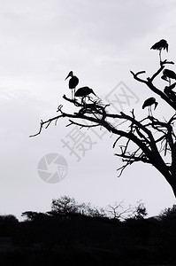 树枝上野生的非洲马拉布鸟群在Serngti稀树草原森林坦扎尼亚图片