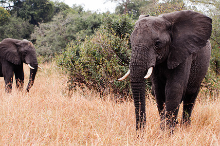 非洲大型象群聚集在金草地的中在甘露提保留地在坦萨尼亚的Serngti热带草原森林非洲野生动物考察旅行图片