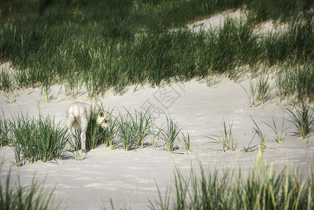 在锡尔特岛的白沙滩上在北海德国的农田图片