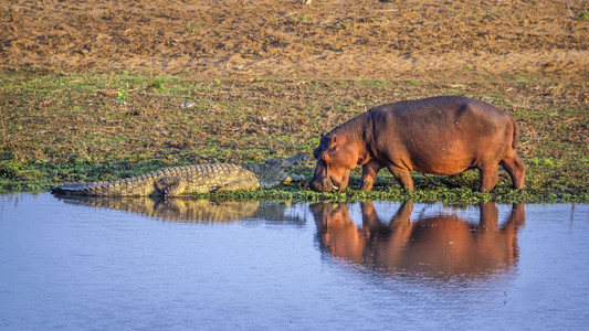 位于非洲南部Kruge公园的河马和无鳄图片