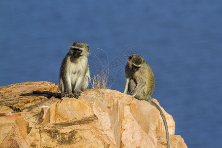 Cercopitheda非洲南部Kruge公园的动脉猴子图片