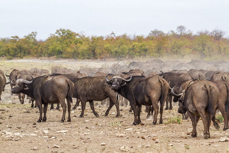位于非洲南部Kruge公园的非洲水牛图片