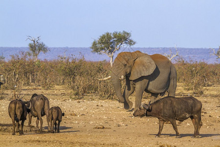 大象非洲家庭灌木大象和非洲水牛南部Kruge公园图片