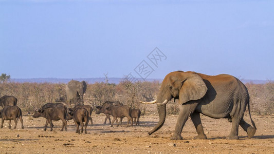 大象非洲家庭灌木大象和非洲水牛南部Kruge公园图片