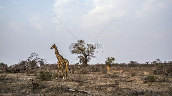非洲南部Kruge公园Giafdegrfe长颈鹿家庭图片