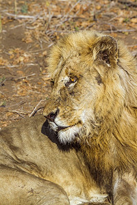 Felida的SpciPanthrlo家族非洲狮子南部Kruge公园图片