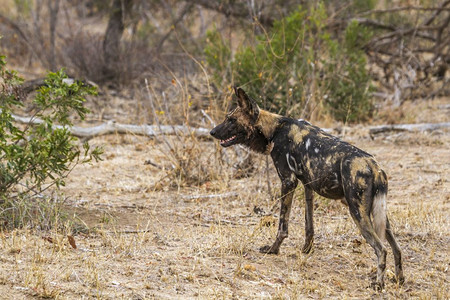 Kruge公园的非洲野狗南部图片