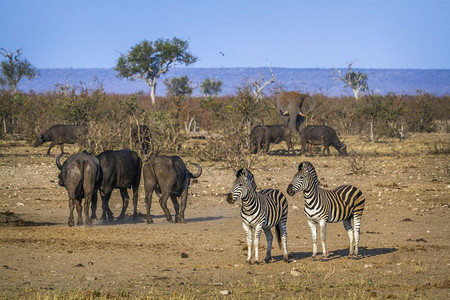 位于非洲南部Kruge公园的平原斑马背景