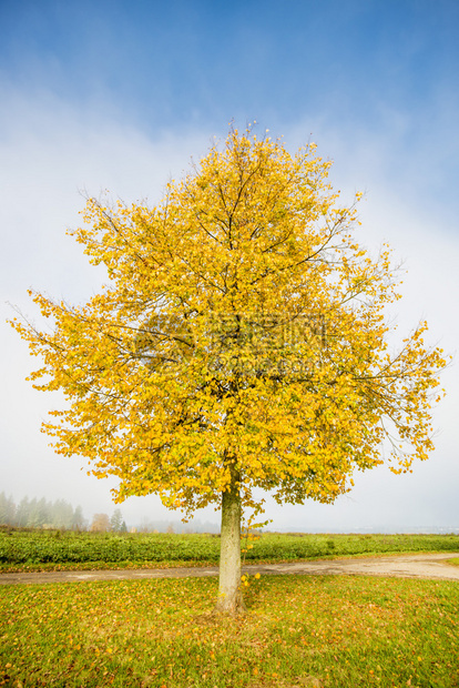 秋天有金叶的石灰树图片