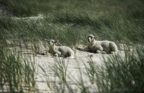 两只幼羊躺在高草之间的白色沙子上在锡尔特岛海岸线上在北德意志北欧的阳光明媚海滩日可爱的羊羔图片