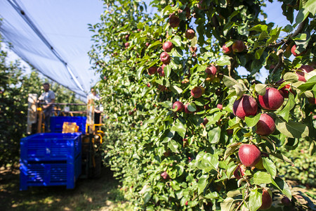 在大型工业苹果园收获摘的机器通过自动配方种植和收获苹果的概念阳光明媚的一天农场红苹果当代农场图片