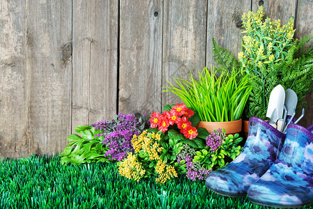 园艺工具及花卉在草地上图片