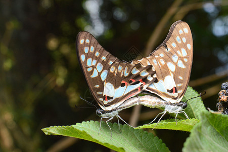 普通的公羊蝴蝶石美照相尼拉马哈施特印地安图片