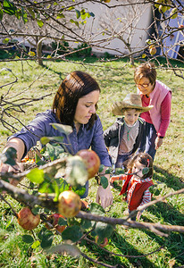 从树枝中摘苹果的年轻女子与家人一起收获自然与休闲时间概念妇女在收获时从树上摘苹果图片
