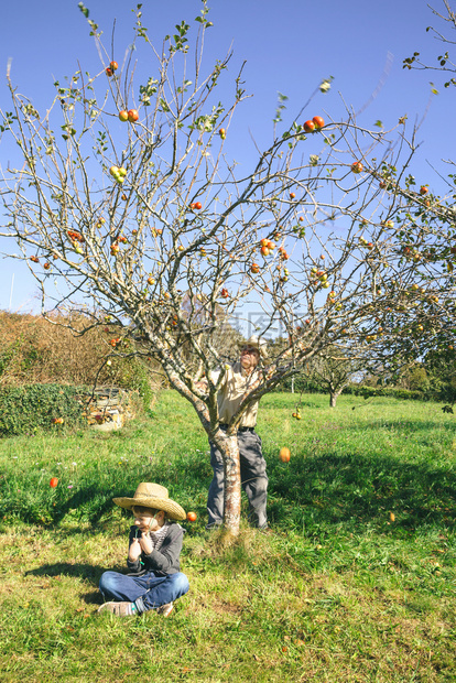 长者在树上移动新鲜的有机苹果倒在坐草地上一个快乐可爱的孩子身上祖父母和孙辈的闲暇时间概念长者在孩子的坐椅上移动树和苹果图片