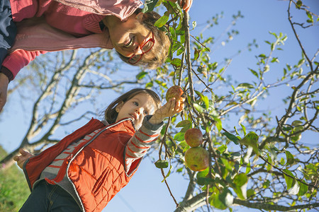 高龄妇女和可爱的小孩在阳光明媚的秋天从树上摘取新鲜有机苹果祖父母和孙辈的休闲时间概念高龄妇女和小孩从树上摘取苹果图片