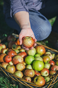 女用手从树枝篮子上展示新鲜有机苹果配丰富多彩的水果健康食物和收获时间概念女用手从收获中展示有机苹果图片
