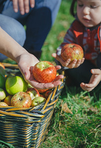 紧地地地着新鲜有机苹果的妇和少女紧地抓住着水果收获的子篮紧抱着新鲜有机苹果的妇女和孩紧抱着鲜的手紧抱着鲜的苹果图片