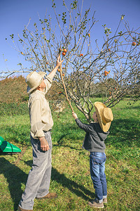 祖父母和孙辈们闲暇时间概念老人和小孩用木棍摘苹果图片