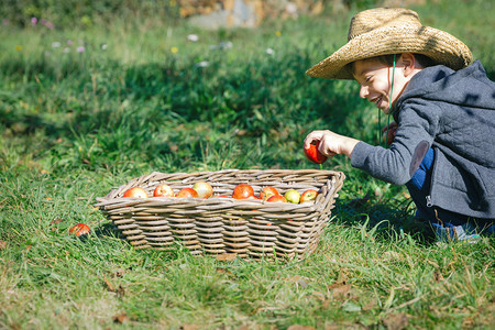 快乐的孩子把新鲜有机苹果放进水收获的篮子自然与童年的概念把苹果放进有收获的篮子图片