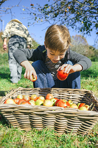 快乐的可爱孩子肖像把新鲜有机苹果放进水收成的篮子里自然与童年概念快乐的孩子把苹果放进有收获的篮子里图片